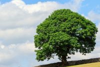 Tree In Summer Free Stock Photo - Public Domain Pictures